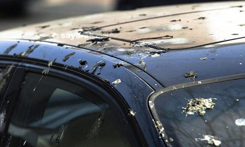 پاک کردن شیره درخت از بدنه خودرو و رفع فضله پرندگان